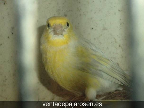 Cria de canarios en casa Paracuellos de la Ribera?